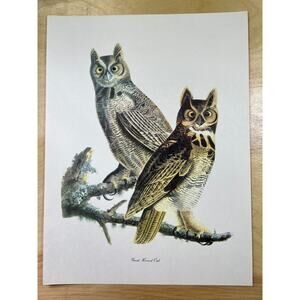 Audubon Birds of America Great Horned Owl Original Print Vtg 1950 Peterson 9x12